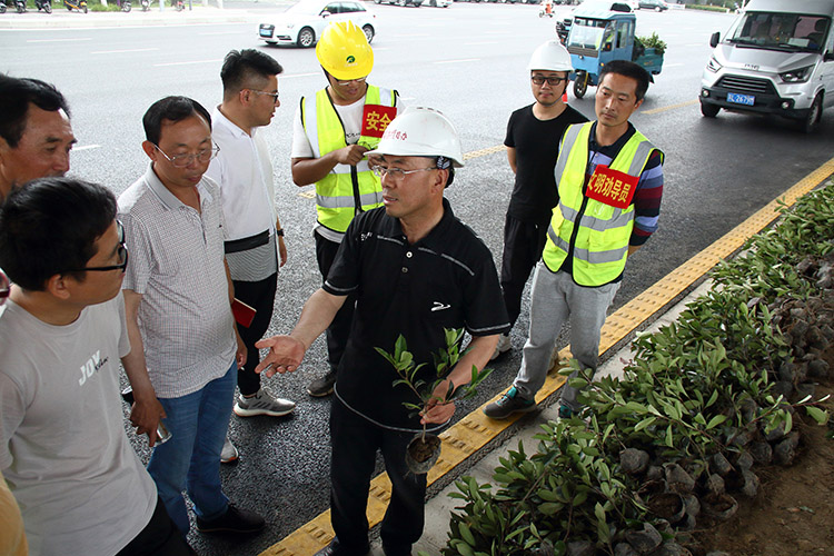 20200609綠化項(xiàng)目文明、安全施工現(xiàn)場(chǎng)會(huì)和種植施工 (5).JPG